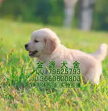  标题广州哪里有好的狗场卖纯种金毛猎犬首选金源犬舍