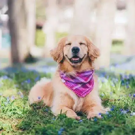 高清无水印的金毛犬头像壁纸配图