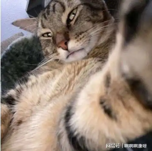养猫须知,寻找走丢猫咪的小技巧,教你快速找回猫咪,