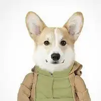  柯基穿衣微信头像微信头像图片大全