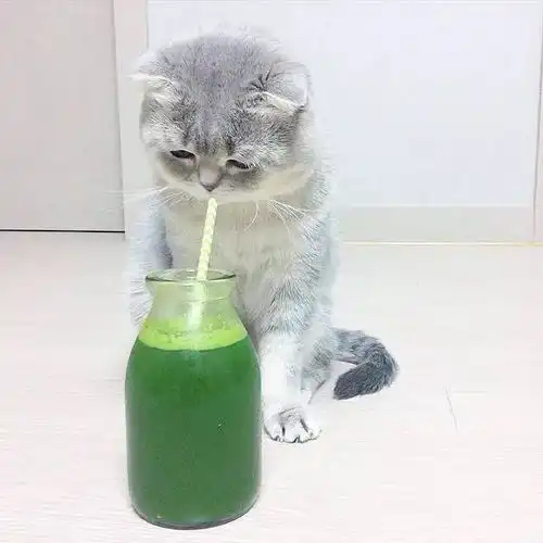  猫小鱼儿碗里不安全,你快来我嘴里