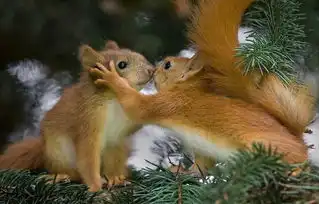  情人节,当动物都秀起了恩爱,我们要如何防止伤害