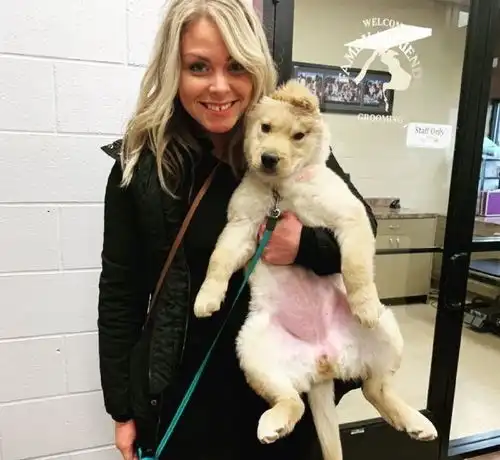  金毛狗狗仅有一只耳朵却长到了头顶但它因此走红网络