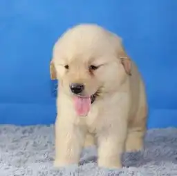 图西安本地犬舍出售金毛幼犬包健康包纯种签协议送用品西安宠物狗