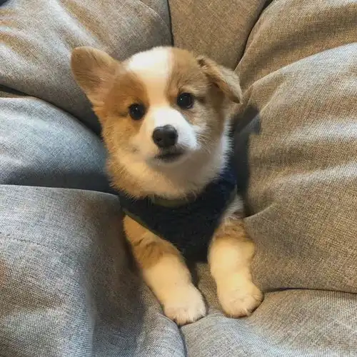  萌宠头像,可爱狗狗头像