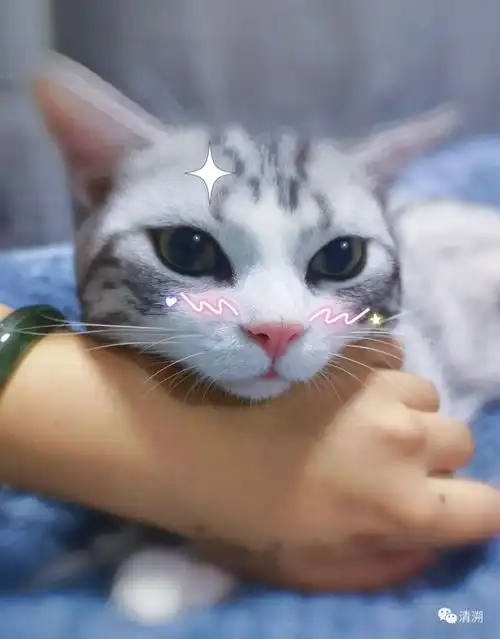  云吸猫猫咪的衣服可以有多可爱