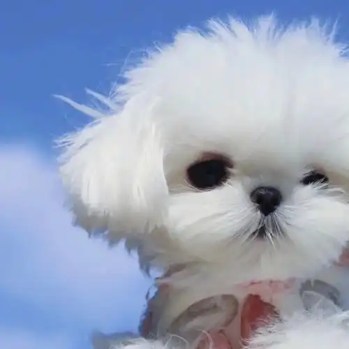  单身汪的可爱头像