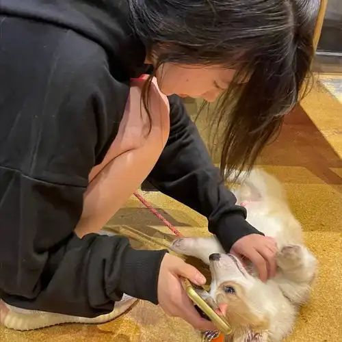  神仙女头花不是为花店而开