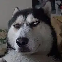  高清二货哈士奇头像微信头像图片大全