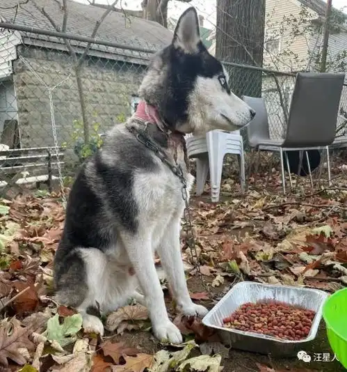  情侣搬家却将哈士奇锁在后院,狗狗被发现时锁链已经勒进了肉里