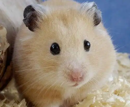  男鼠女兔相配吗性格怎么样