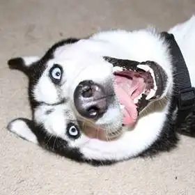  动物萌萌哒的小狗狗来圈粉了