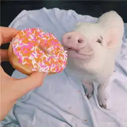  猪的微信头像图片大全可爱超萌如果你喜欢我为我亮灯