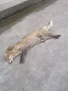  头像老鼠,耳朵不大,身体像猫是什么动物