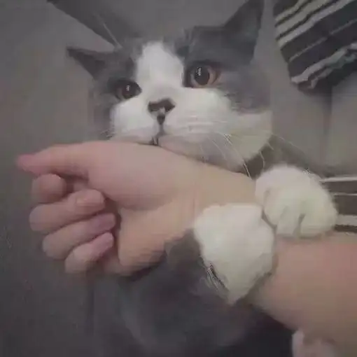  史上最好玩的qq自动回复,秀翻朋友圈,05后学生党快看看