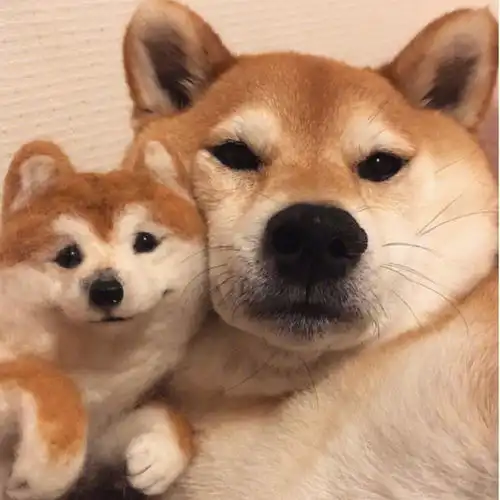  狗狗头像一只可爱的柴犬