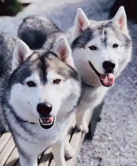  这合影真美被两只哈士奇撒了一脸的狗粮