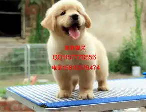 纯种金毛幼犬出售金毛成年有多重
