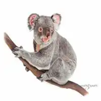  考拉和树的情侣头像微信头像图片大全