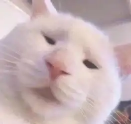 猫咪比丑大赛,我不服
