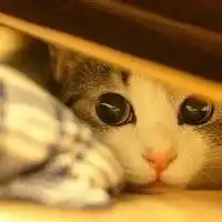  2018年的情侣头像黑白猫微信头像图片大全