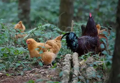  英情侣隐居山林劈柴养猪写诗,远离电网但生活美好,每月只花两百