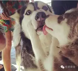 这些萌翻了的情侣照,好有爱