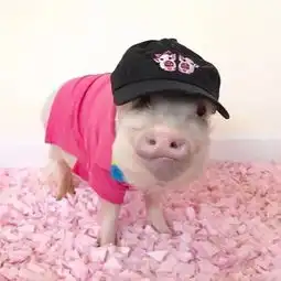  保存就有男朋友