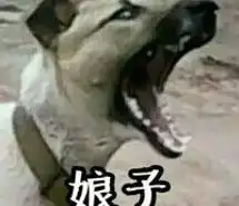  宠物猪搞怪头像微信头像图片大全