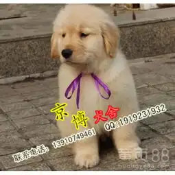  北京哪里有金毛犬北京金毛多少钱一只北京美系金毛价格-黄页88网