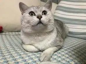  养了数年的喵喵突然离世,在接通一个电话后瞬间痛哭都是自己疏忽