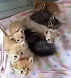 俩母猫先后产仔后轮流照顾小猫,真是喵界好闺蜜