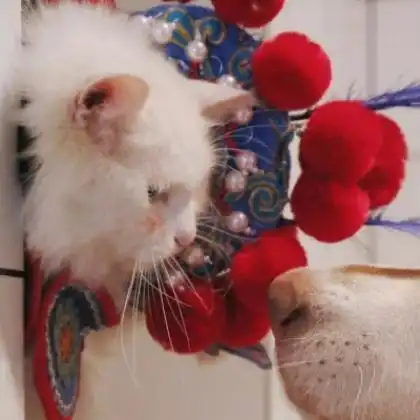  情侣超可爱猫咪情头,这小猫做个情头绝对个性了