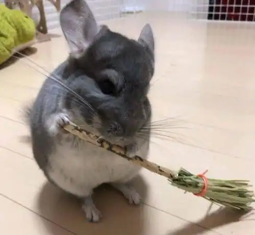  无聊给龙猫做了把扫帚,龙猫拿起就打扫起来,主人笑到无声