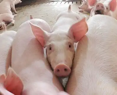  生猪生产如何提供可再生能源