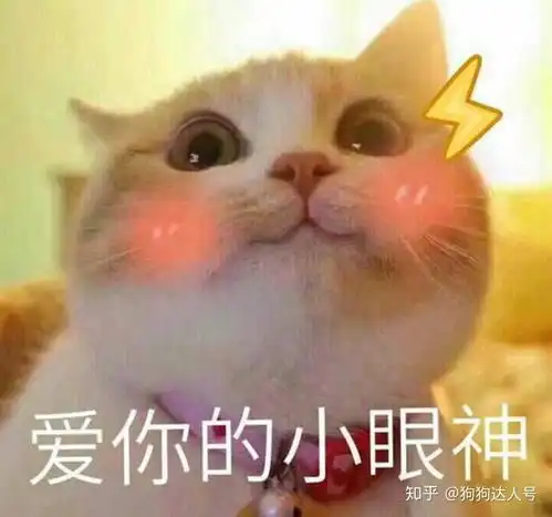  喜欢主人的猫都有哪些表现