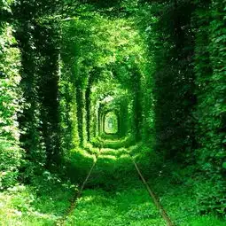  乌克兰klevan镇上的爱情隧道怎一个美字形容得了