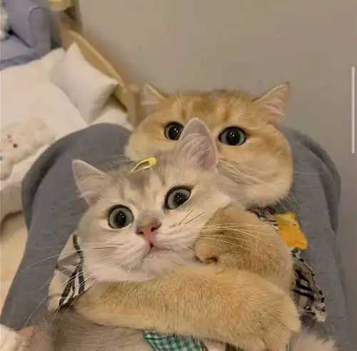  头像君可爱的猫咪情侣头像