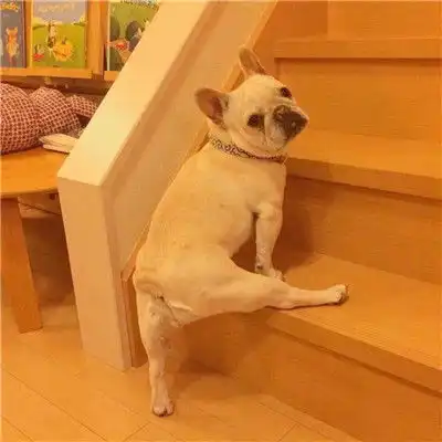  最火动物搞怪情侣头像一左一右狗狗和猫咪