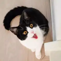  一组牛奶猫图片,送给许久没有换头像的你们