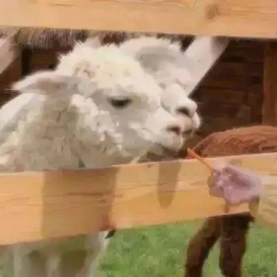  快来检验下你是个精致的猪猪女孩吗