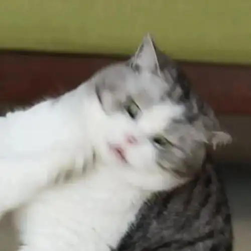  情侣头像在座的各位谁不是倾国倾城呢