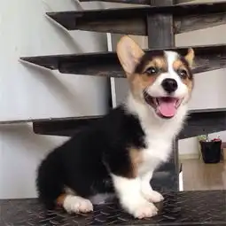  图狗年特惠柯基全国包邮协议售保送大礼包重庆宠物狗