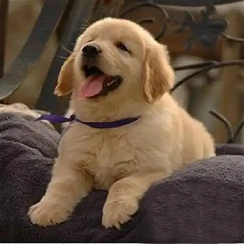  金毛发情期不听话怎么办