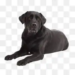  免费下载黑色拉布拉多图片大全千库网png