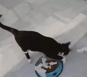 猫咪的这些神经病行为,你家猫占了几条