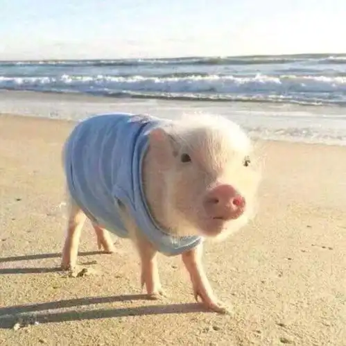  情侣头像送给可爱的的你