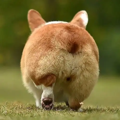  你家狗子喜欢你吗狗子喜欢主人的几个特征,看看你家有几个