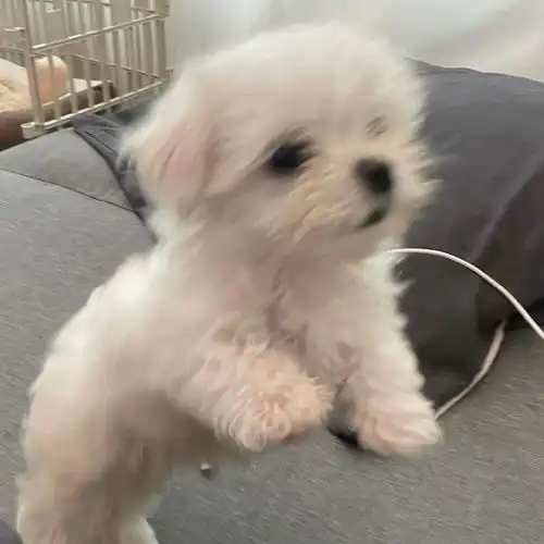 可爱修狗狗头像