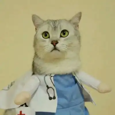  萌猫头像图片大全真猫超萌可爱图片2020